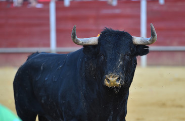 bull in spain