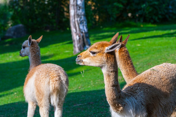 The vicuna (lat. Vicugna vicugna)