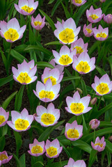 Tulipa Bakeri Lilac Wonder - Tulipe