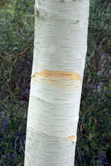 Betula Utilis Jacquemontii