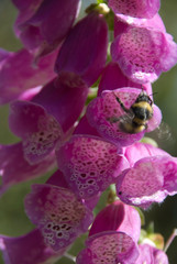 Digitalis © HVPM dev