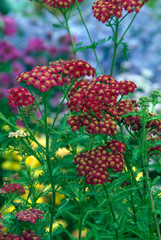 Achillea Millefolium Red Velvet © HVPM dev