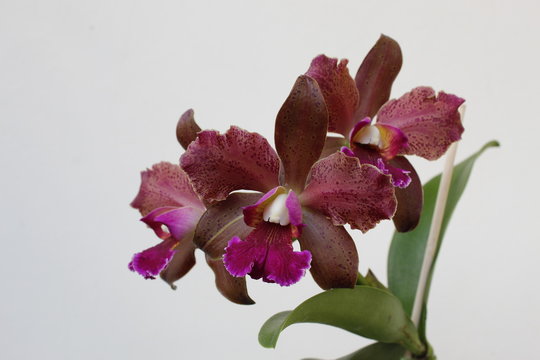 Orqu&iacute;deas Cattleya tatarown