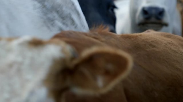 An individual white cow stands out and pauses dramatically, as if thinking deeply, while others rush by