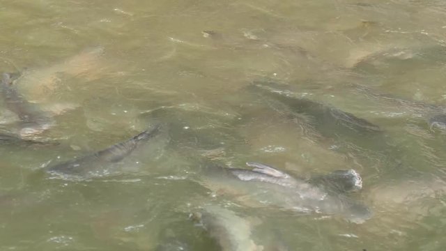 Siriped Catfish
Pangasianodon hypophthalmus
Iridescent shark
Sutchi catfish
Pangasiidae
Thai Catfish, Thailand