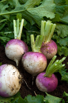 Brassica Rapa - Navet De Nancy A Feuilles Entieres