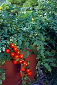 Lycopersicon Esculentum - Tomate Tumbling Tom Red En Pot