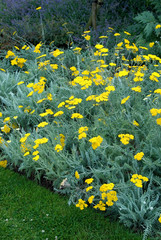 Achillea Clypeolata © HVPM dev