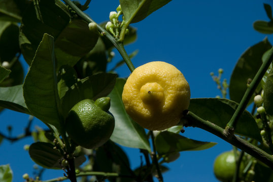 Limette A Mamelon