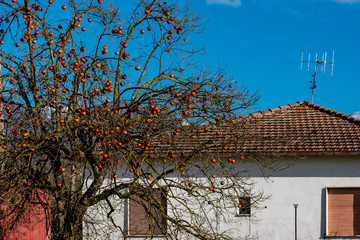 apple tree in front of small white house on blue sky in autumn