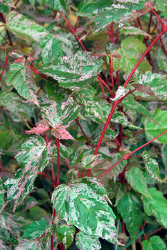 Acer Conspicuum Red Flamingo