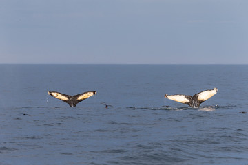 Fototapeta na wymiar Humpback whale