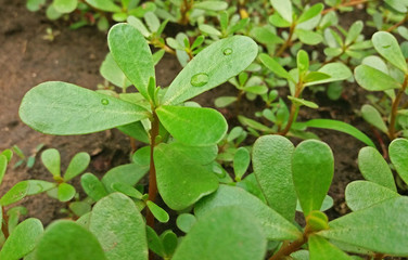 Portulaca oleracea plant with many benefits Close up