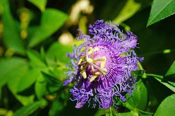 Purple and white flower of the passiflora caerulea vine