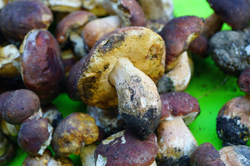 Fresh porcini ceps mushrooms at an Italian market