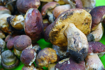 Fresh porcini ceps mushrooms at an Italian market