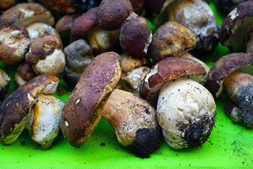 Fresh porcini ceps mushrooms at an Italian market