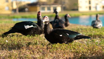 wild duck on grass