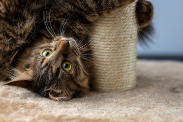 cat playing with scratching post.