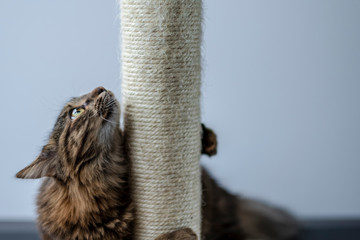 cat playing with scratching post.