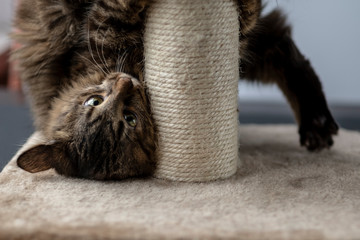 cat playing with scratching post.