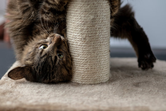 Cat Playing With Scratching Post.