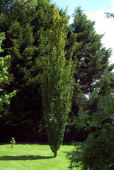 Fagus Sylvatica Dawyck - Hetre Fastigie