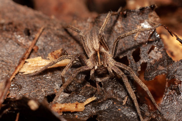 Fototapeta na wymiar Female common fox spider