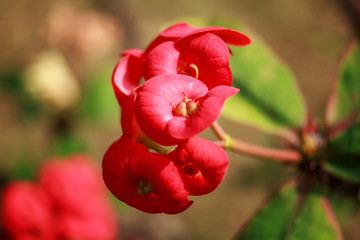 Euphorbia milii