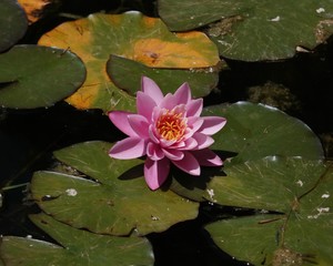 Lilypad Lotus Pink