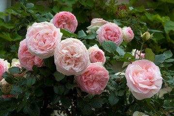 Rosa Pierre De Ronsard - Rosier