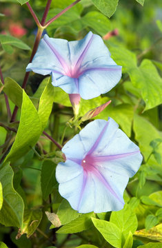 Ipomoea Indica Edith Piaf