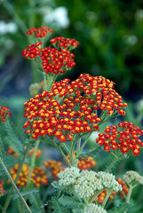 Achillea Fire King © HVPM dev