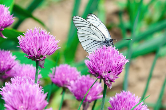 A butterfly with white wings sits on a pink flower. Photo close up.