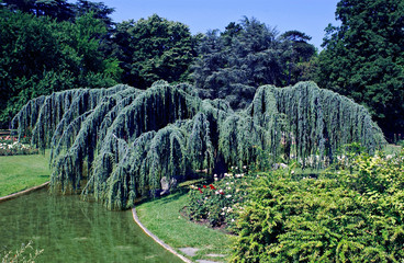 Cedrus Atlantica Glauca Pendula