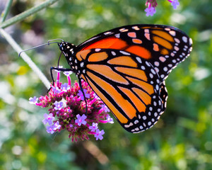 closeup monarch butterfly feeding on purple flowers