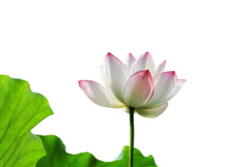 Obraz premium white lotus flower isolated