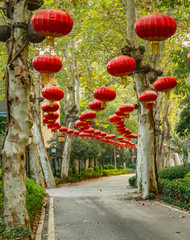 Vertical daytime color photo of Chinese lanterns hanging from trees leading the viewer into the...