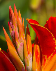 spiky red orange flowers closeup