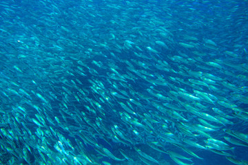 Tons of sardine fish in open ocean. Silver fish undersea photo. Pelagic fish swimming in seawater.