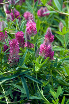 Trifolium Rubens - Trefle Rouge