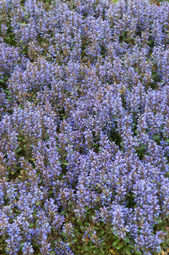 Ajuga Reptans Mini Mahogany