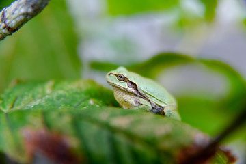 アマガエル