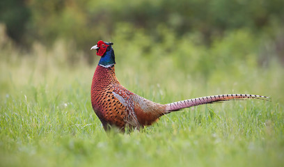 Common pheasant, phasianus colchicus male cock with clear blurred background. Wild animal in nature.