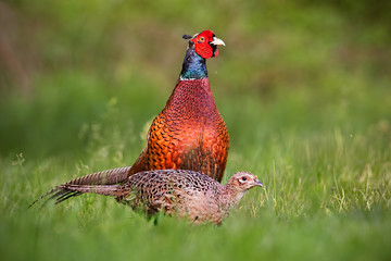 Pair of common pheasants, phasianus colchicus in spring. Male cock displaying to female during...