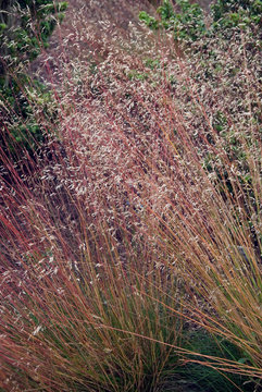 Deschampsia Flexuosa