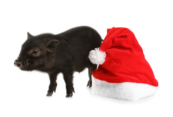 Adorable black mini pig with Santa hat on white background