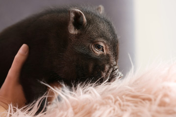 Woman with cute mini pig on sofa at home, closeup
