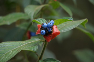 Blue berries on a branch