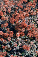 Acaena Novae Zelandiae